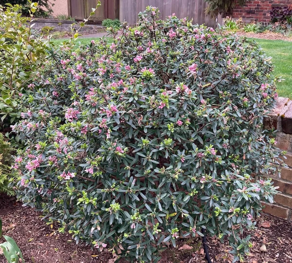 Daphne x transatlantica 'Pink Fragrance' (Eternal Fragrance Daphne